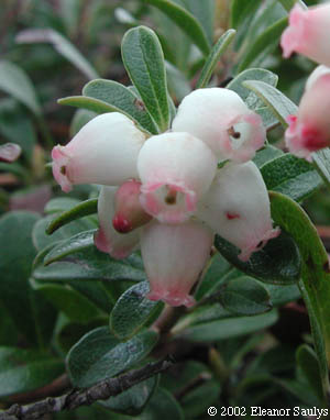 articleimages/طاق انگور/416.jpg